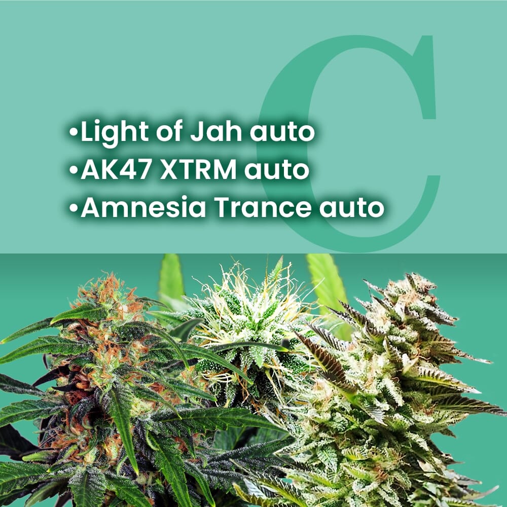 AMS Most Wanted Autoflowering Combo Strain
