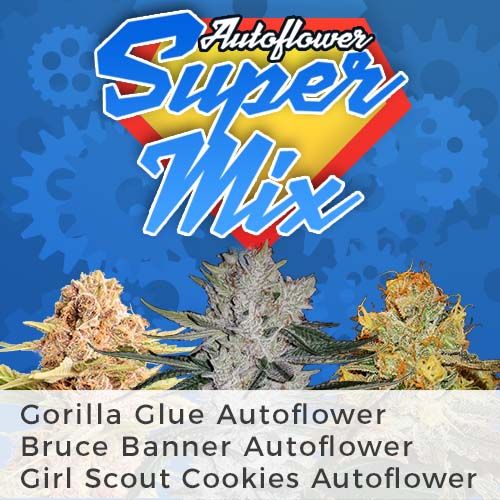 Autoflower Super Mix Strain