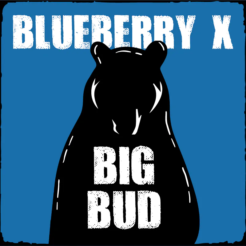 Blueberry x Big Bud Autoflower Strain - SeedFare Find the Perfect Seed ...