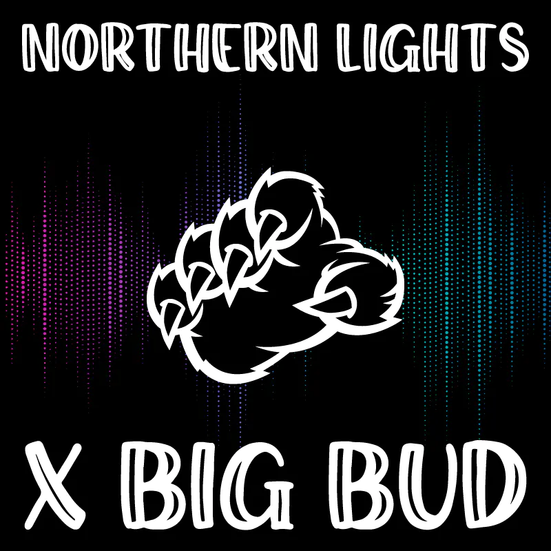 Northern Lights x Big Bud Autoflower Strain - SeedFare Find the Perfect ...