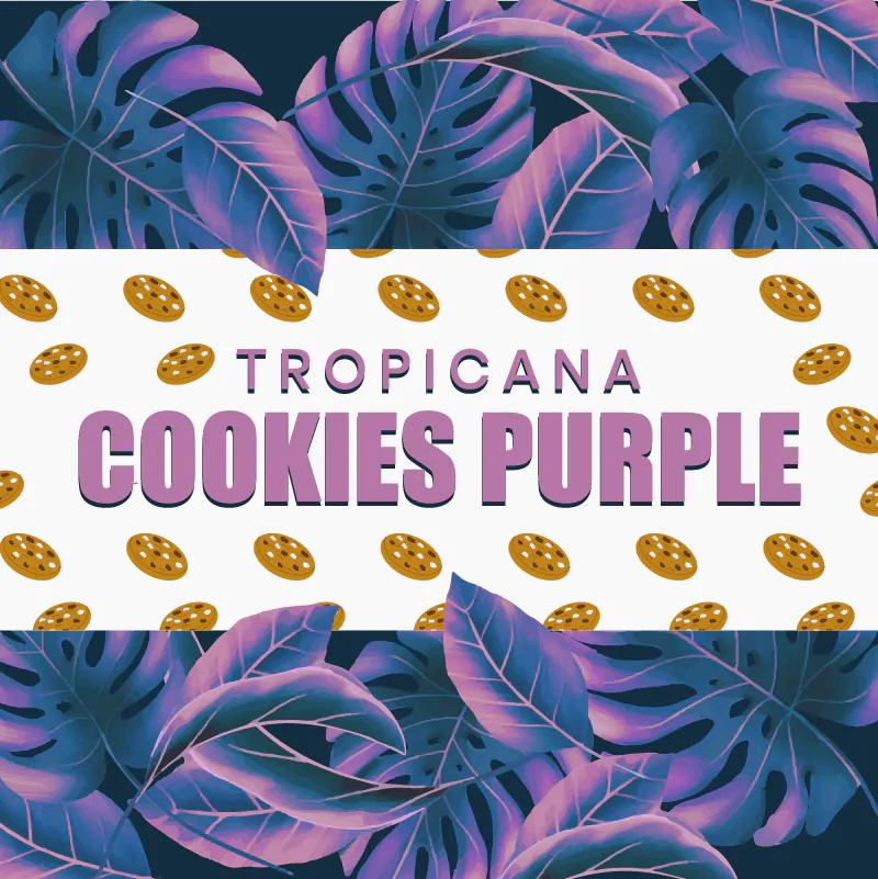 Tropicana Cookies Purple Strain