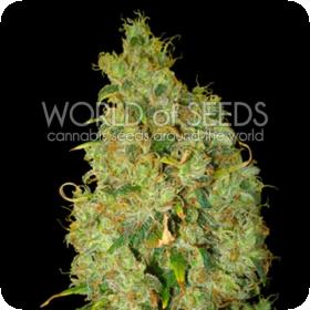 Northern Light x Skunk Strain