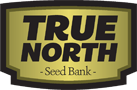 Automatic Northern Hog Strain (T.H. Seeds) 5 Seeds