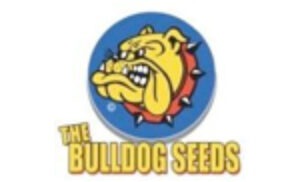 Bull Dog Seeds